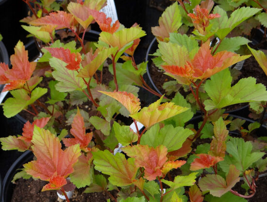 Putinalapis pūslenis. Devynžievė Žaliųjų ir geltonųjų lapų fizokarpas. Physocarpus opulifolius. Krūmų sėklos.